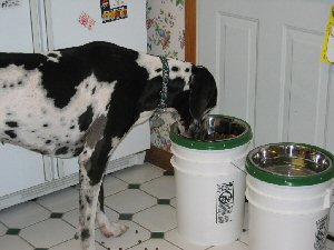 raised feeder for great dane