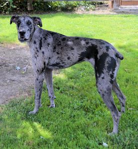 great dane cropped tail