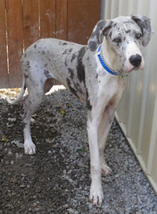 Merle mantle great clearance dane