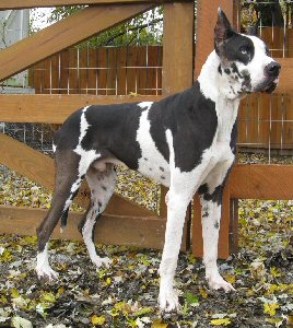 Adopt a best sale great dane