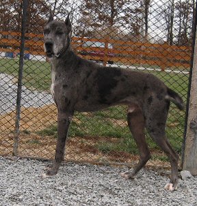 Harlequin haven store great dane rescue