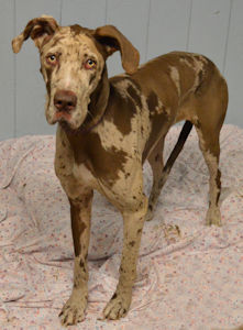 chocolate fawn great dane