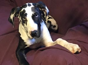 Harlequin great hot sale dane rescue