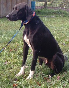 rhodesian ridgeback great dane