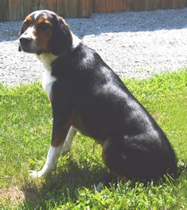 Beagle and hot sale great dane mix