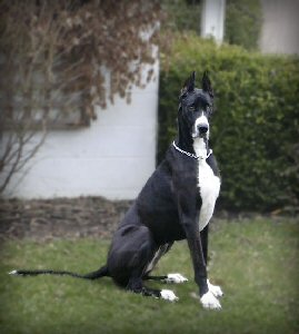 Beautiful best sale great dane